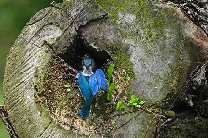 عکس های منتخب حیات وحش هفته سوم آوریل ۲۰۲۱