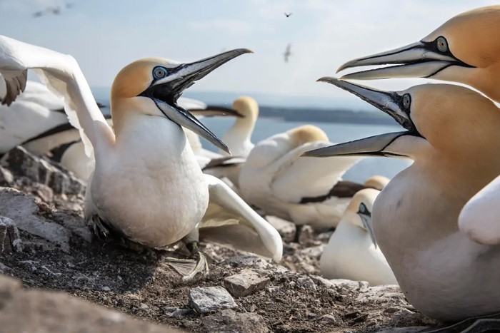 عکس های منتخب حیات وحش هفته سوم آوریل ۲۰۲۱