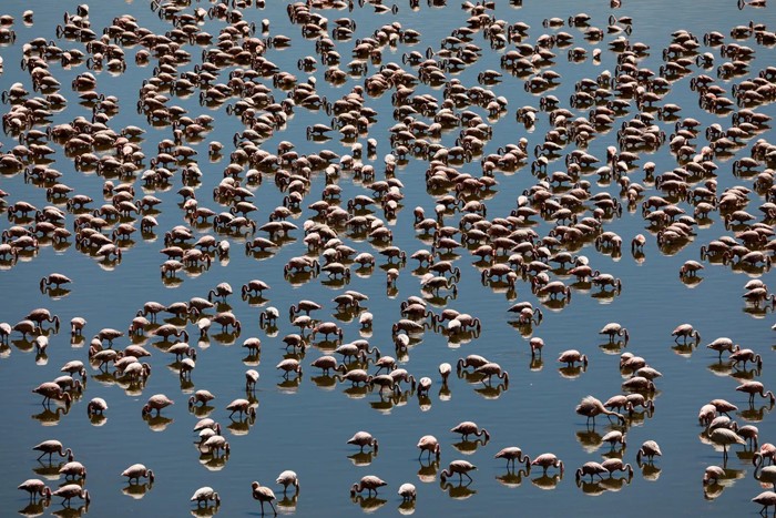 عکس های منتخب حیات وحش هفته سوم آوریل ۲۰۲۱