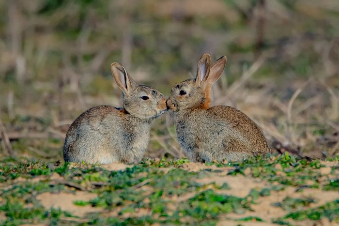 عکس های منتخب حیات وحش هفته سوم آوریل ۲۰۲۱