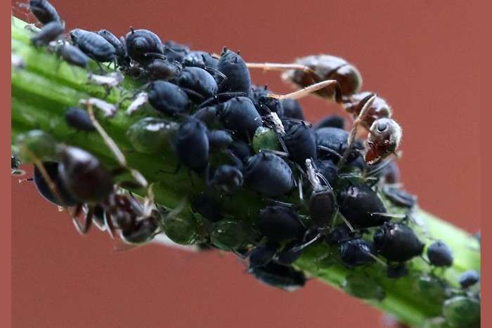 عکس های منتخب حیات وحش هفته دوم ژوئن ۲۰۲۱