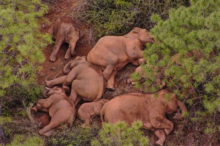 عکس های منتخب حیات وحش هفته دوم ژوئن ۲۰۲۱