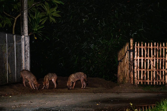 عکس های منتخب حیات وحش هفته دوم ژوئن ۲۰۲۱