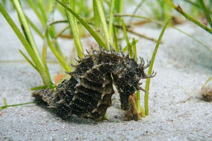 عکس های منتخب حیات وحش هفته دوم ژوئن ۲۰۲۱