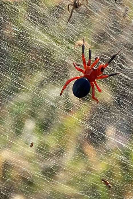 عکس های منتخب حیات وحش هفته دوم ژوئن ۲۰۲۱