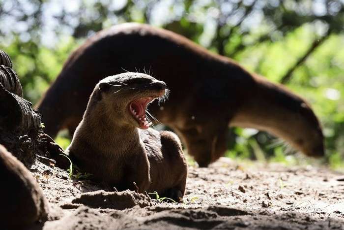 عکس های منتخب حیات وحش هفته دوم ژوئن ۲۰۲۱