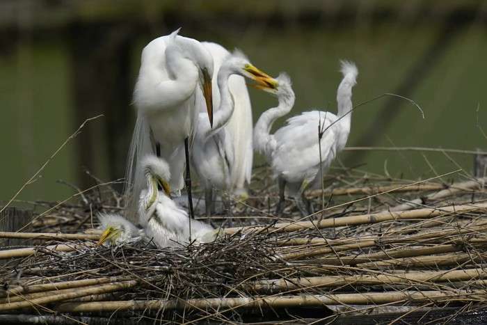 عکس های منتخب حیات وحش هفته دوم ژوئن ۲۰۲۱