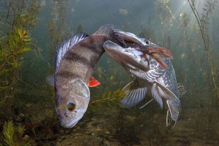 اعلام برندگان مسابقه عکس حفاظت از طبیعت در سال ۲۰۲۱