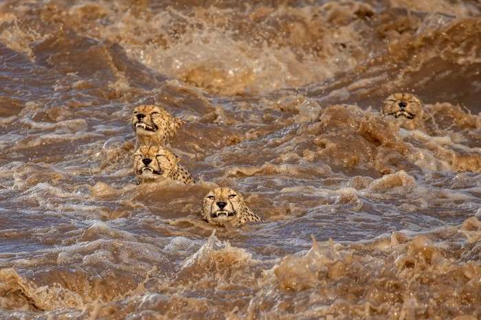 اعلام برندگان مسابقه عکس حفاظت از طبیعت در سال ۲۰۲۱