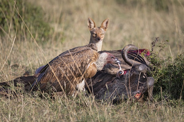 اعلام برندگان جوایز جهانی عکاسی طبیعت 2021