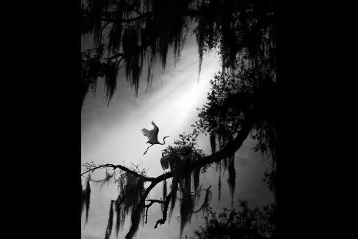 باغ _ مجموعه عکس "باغ مخفی"