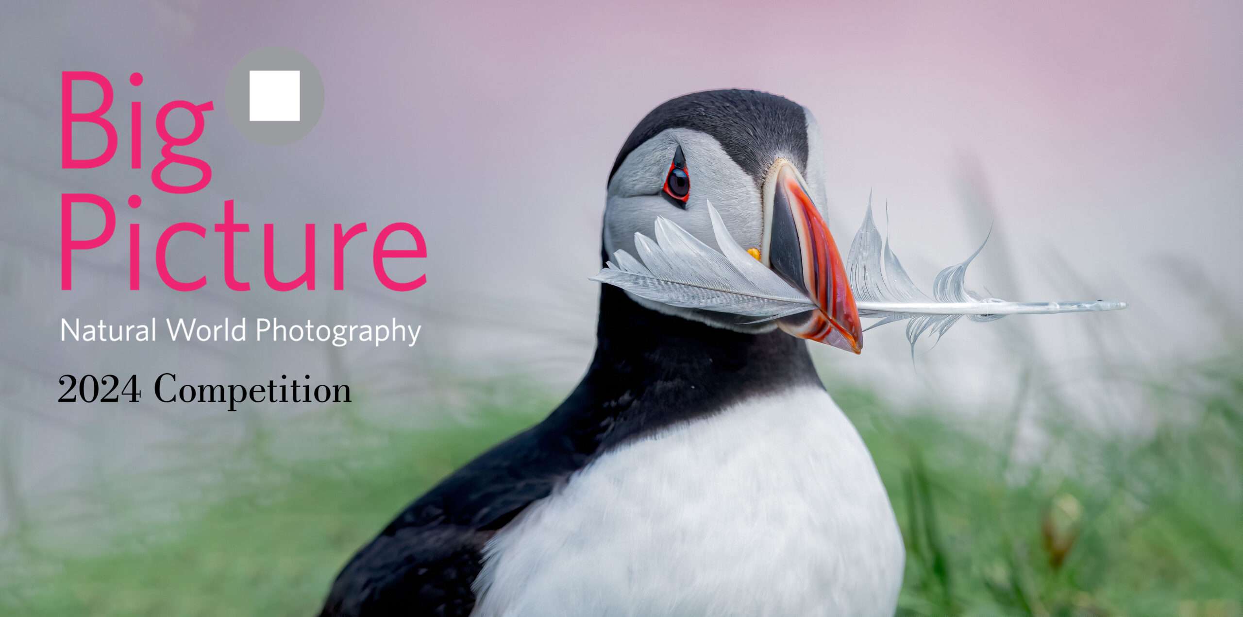 انتشار فراخوان عکاسی دنیای طبیعی BigPicture 2024