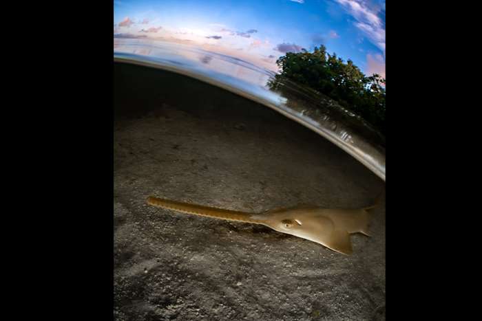 اعلام برندگان مسابقه بین المللی عکاسی زیر آب 2023