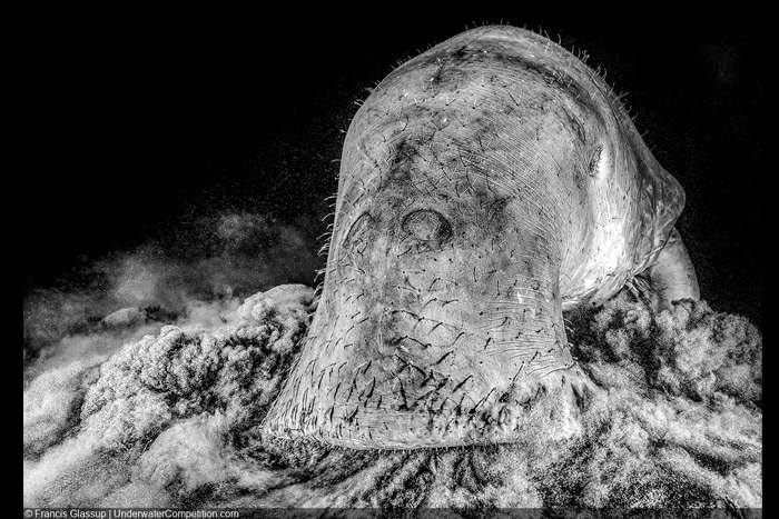 اعلام برندگان مسابقه بین المللی عکاسی زیر آب 2023