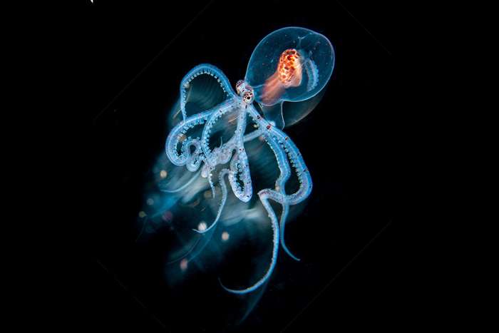 اعلام برندگان مسابقه بین المللی عکاسی زیر آب 2023