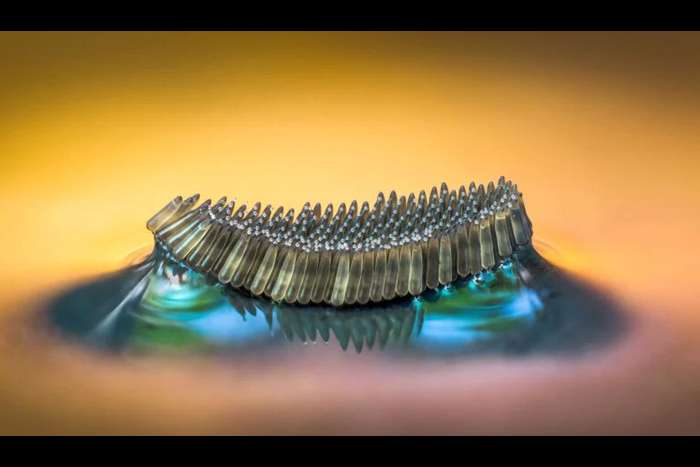 منتخبی از تصاویر مسابقه عکاسی کلوزآپ‌ طبیعت 2023