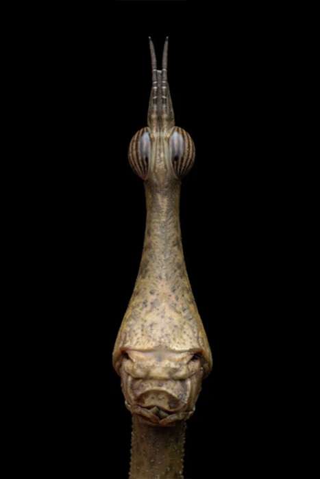 منتخبی از تصاویر مسابقه عکاسی کلوزآپ‌ طبیعت 2023