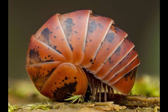 منتخبی از تصاویر مسابقه عکاسی کلوزآپ‌ طبیعت 2023