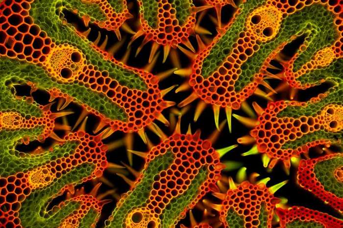 منتخبی از تصاویر مسابقه عکاسی کلوزآپ‌ طبیعت 2023