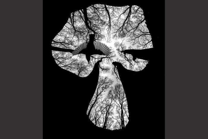 منتخبی از تصاویر مسابقه عکاسی کلوزآپ‌ طبیعت ۲۰۲۳