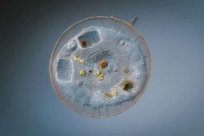 منتخبی از تصاویر مسابقه عکاسی کلوزآپ‌ طبیعت 2023