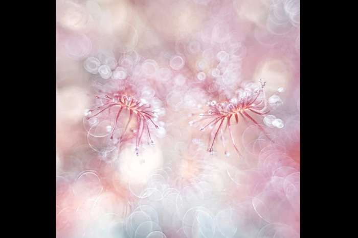 منتخبی از تصاویر مسابقه عکاسی کلوزآپ‌ طبیعت 2023