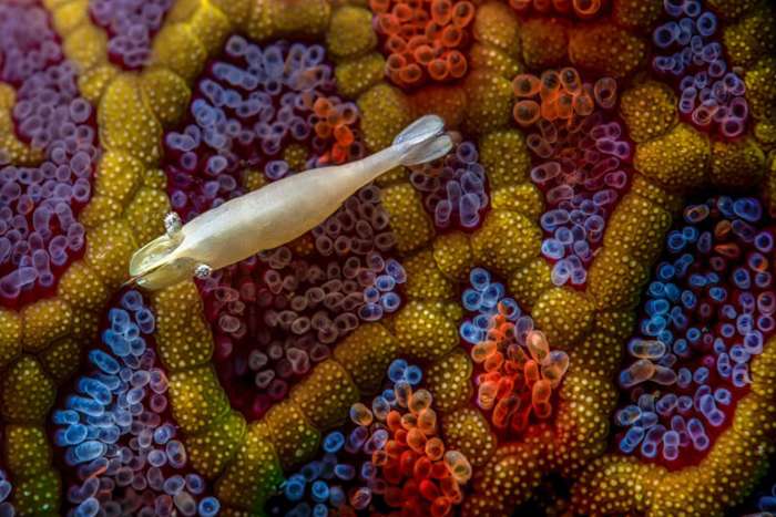 منتخبی از تصاویر مسابقه عکاسی کلوزآپ‌ طبیعت 2023