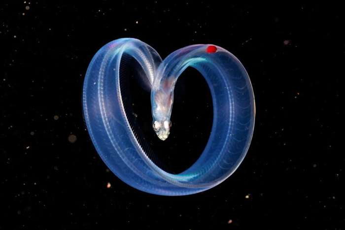 منتخبی از تصاویر مسابقه عکاسی کلوزآپ‌ طبیعت 2023