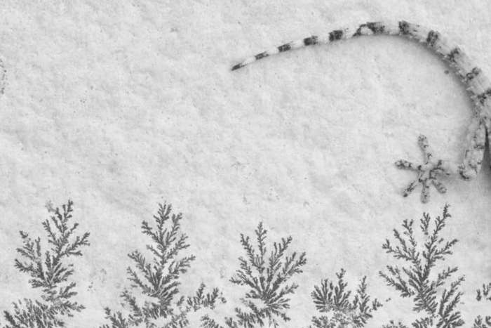 منتخبی از تصاویر مسابقه عکاسی کلوزآپ‌ طبیعت 2023