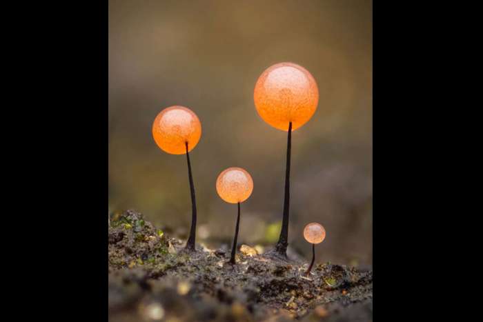 منتخبی از تصاویر مسابقه عکاسی کلوزآپ‌ طبیعت 2023