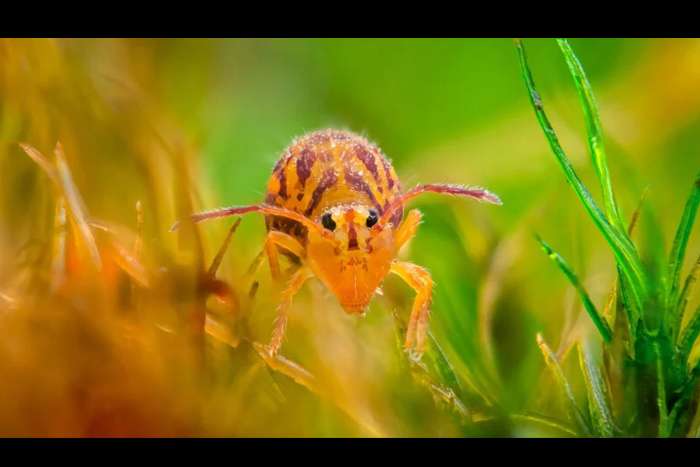 منتخبی از تصاویر مسابقه عکاسی کلوزآپ‌ طبیعت 2023