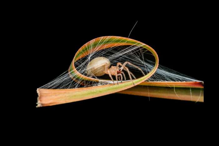 منتخبی از تصاویر مسابقه عکاسی کلوزآپ‌ طبیعت ۲۰۲۳