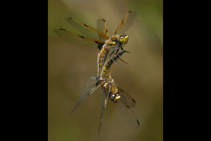 منتخبی از تصاویر مسابقه عکاسی کلوزآپ‌ طبیعت ۲۰۲۳