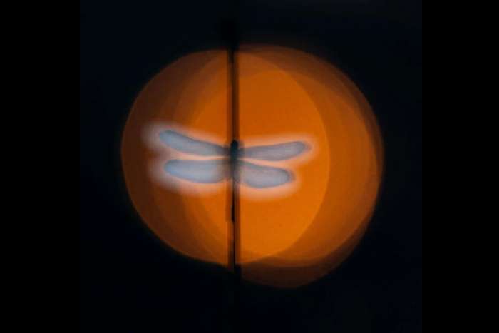 منتخبی از تصاویر مسابقه عکاسی کلوزآپ‌ طبیعت ۲۰۲۳