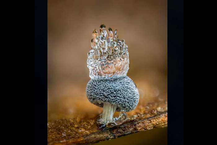 منتخبی از تصاویر مسابقه عکاسی کلوزآپ‌ طبیعت ۲۰۲۳