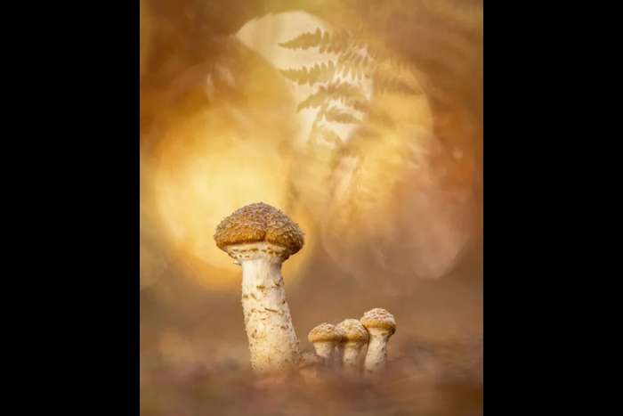 منتخبی از تصاویر مسابقه عکاسی کلوزآپ‌ طبیعت 2023