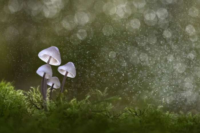 منتخبی از تصاویر مسابقه عکاسی کلوزآپ‌ طبیعت 2023