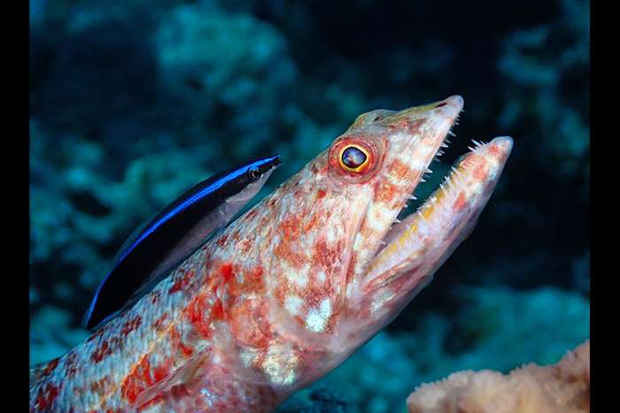 اعلام برندگان مسابقه عکاسی زیر آب Ocean Art 2024