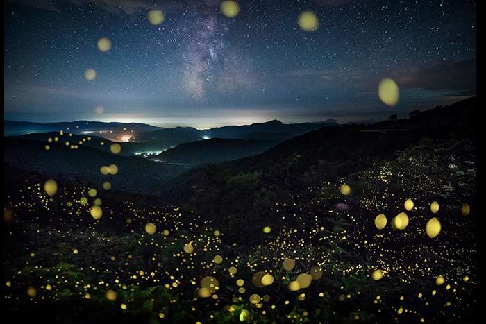 کرمهای شب تاب در جنگل های ژاپن