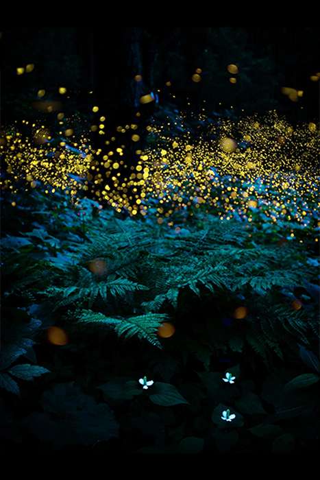 کرمهای شب تاب در جنگل های ژاپن