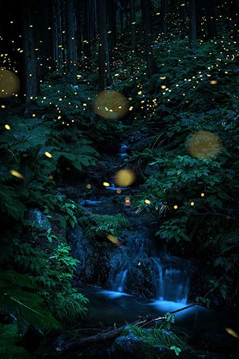 کرمهای شب تاب در جنگل های ژاپن