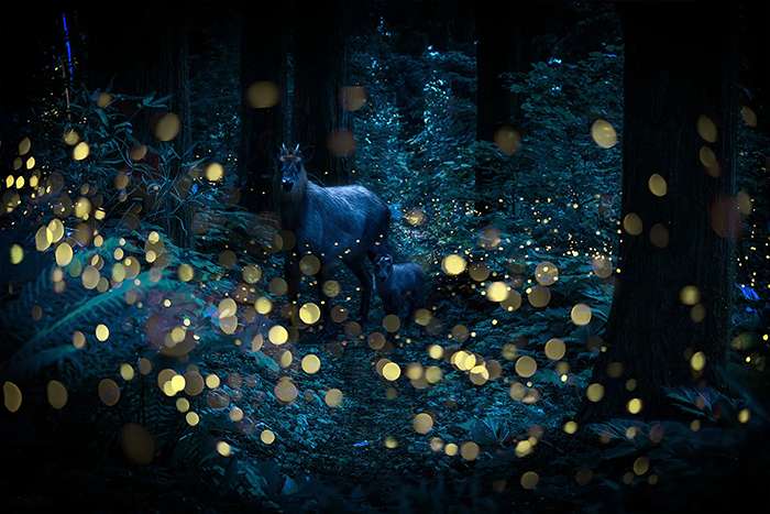 کرمهای شب تاب در جنگل های ژاپن