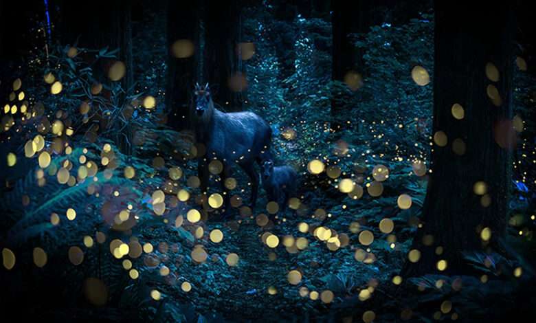 کرمهای شب تاب در جنگل های ژاپن