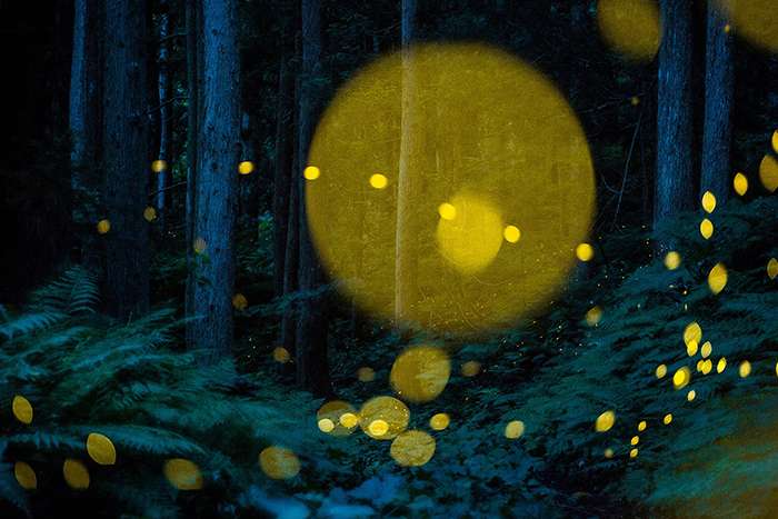 کرمهای شب تاب در جنگل های ژاپن