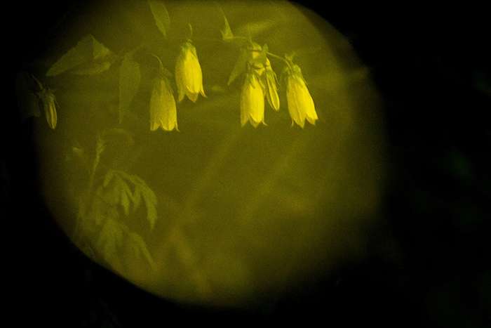 کرمهای شب تاب در جنگل های ژاپن