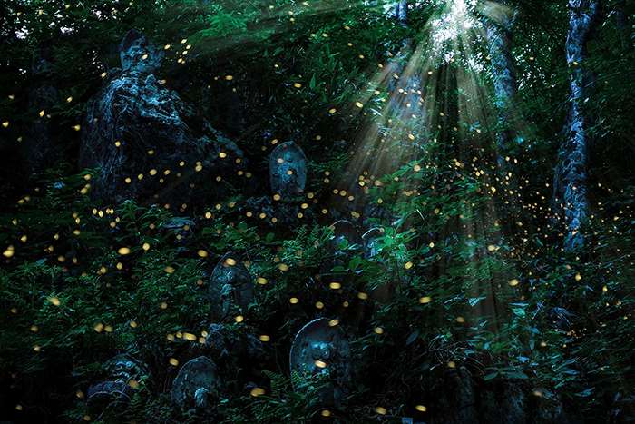 کرمهای شب تاب در جنگل های ژاپن