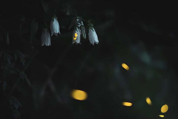 کرمهای شب تاب در جنگل های ژاپن