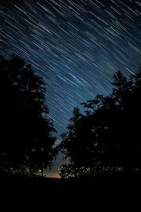 کرمهای شب تاب در جنگل های ژاپن