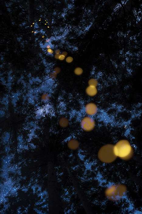 کرمهای شب تاب در جنگل های ژاپن