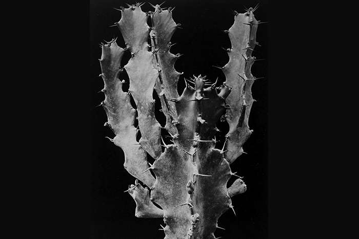 عکاسی تکه‌ای از مدرنیسم